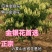 四季金银花苗懒汉花（10天花期不开花）品种保真包技术