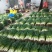 江苏中葱，分葱产地一手货源量大从优价格实惠欢迎联