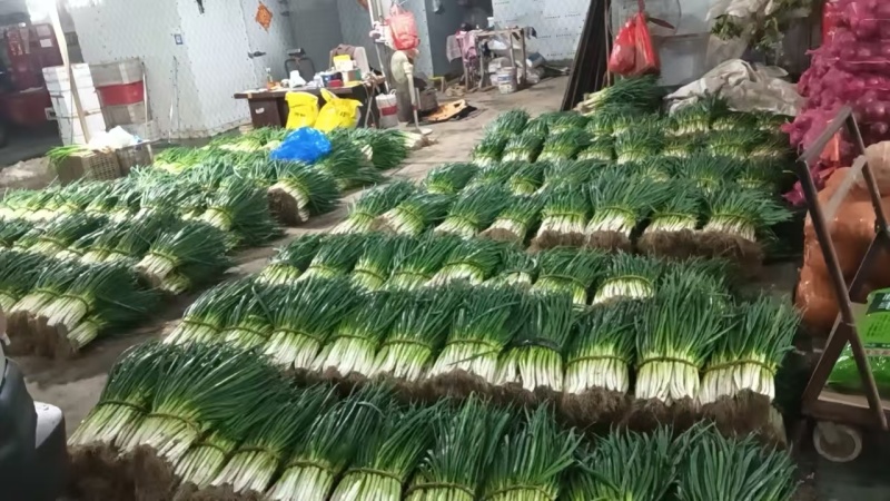 江苏中葱，分葱产地一手货源量大从优价格实惠欢迎联