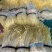 【品质保证】韭黄、韭菜芽，水洗大量有货可视频看货
