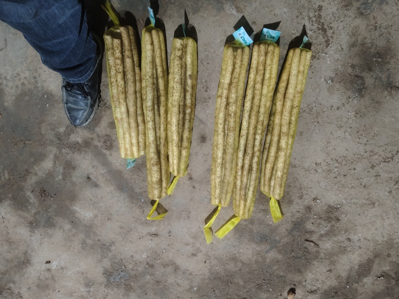 白山药和双棒水洗袋装无水洗双棒多种规格持续供货