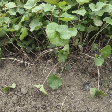 大叶吴风草