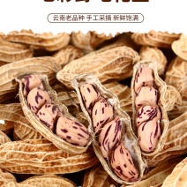 云南七彩花生，五彩花生，水果花生牛奶花生，欢迎采购商咨询