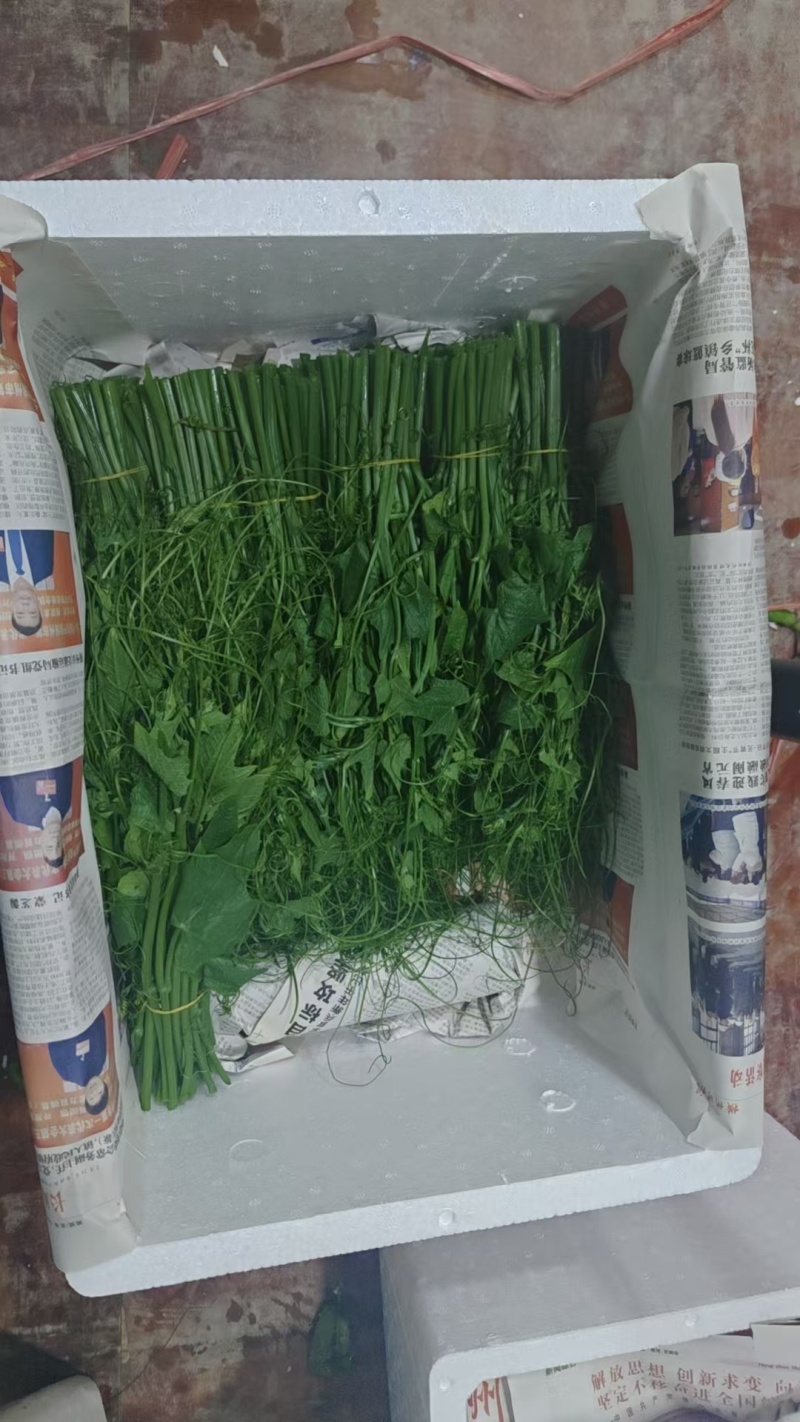 佛手瓜苗子，龙须菜苗子，山东佛手瓜苗