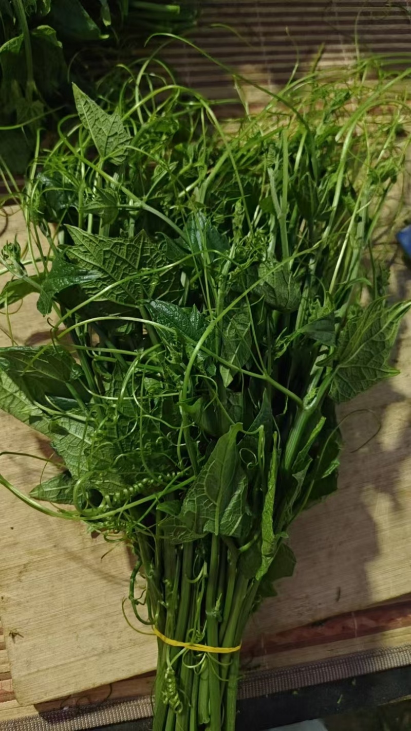 佛手瓜苗子，龙须菜苗子，山东佛手瓜苗