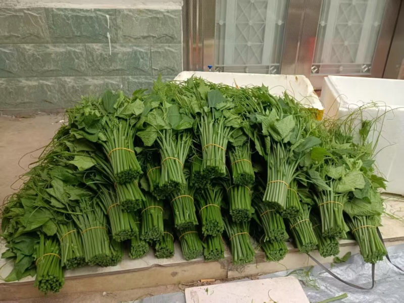 佛手瓜苗子，龙须菜苗子，山东佛手瓜苗