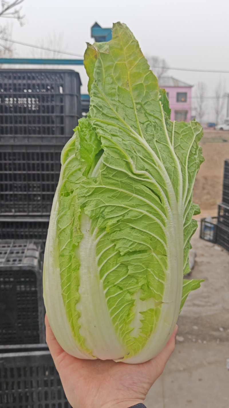 黄心白菜