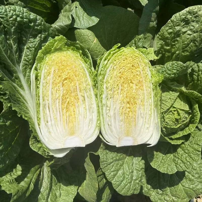 黄心白菜
