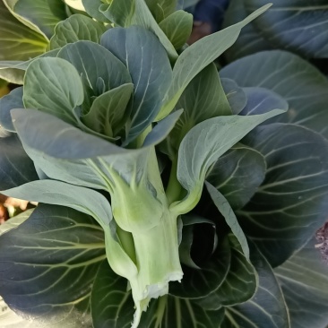 浙江嘉兴苏州青菜芯菜苔大量上市，一手货源，视频看货