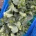 浙江嘉兴苏州青菜芯菜苔大量上市，一手货源，视频看货