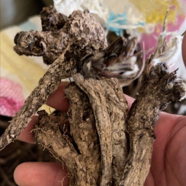 漏芦干货，统货。量大价格可谈，种子也采的有。