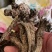 漏芦干货，统货。量大价格可谈，种子也采的有。