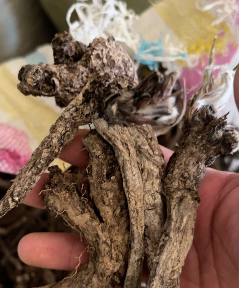 漏芦干货，统货。量大价格可谈，种子也采的有。