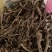 漏芦干货，统货。量大价格可谈，种子也采的有。