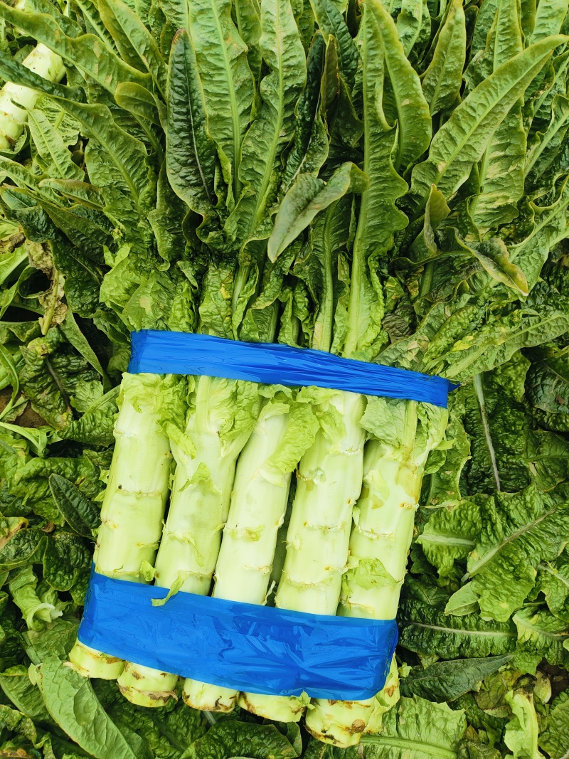 安徽红叶香莴笋产地直供，货源充足，代购代发，保证质量