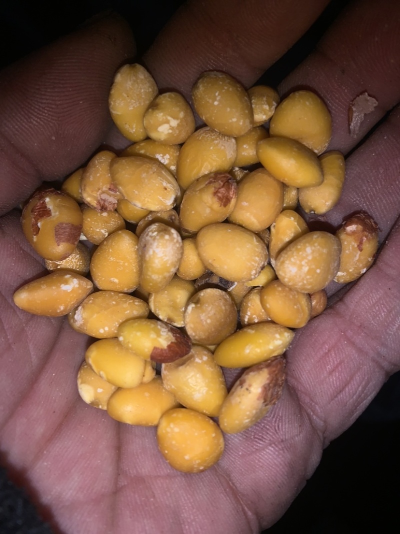 白果仁药用去壳