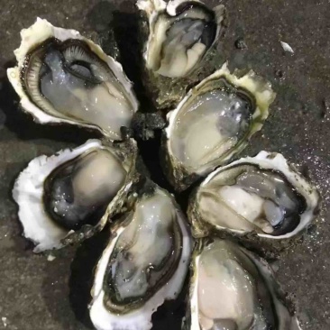 一元地摊生蚝，福建深海薄壳，有个数，肉质肥美