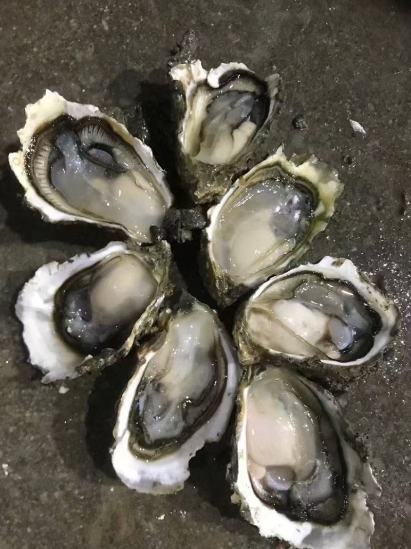 一元地摊生蚝，福建深海薄壳，有个数，肉质肥美