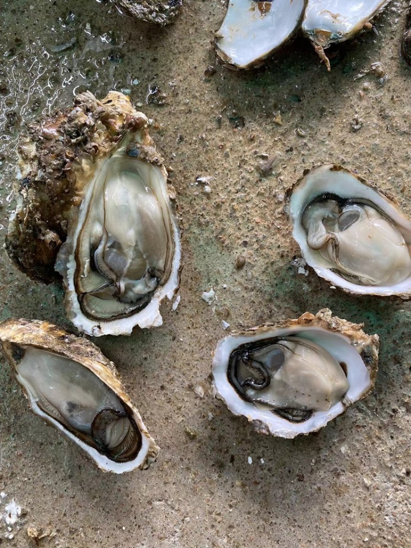 一元地摊生蚝，福建深海薄壳，有个数，肉质肥美