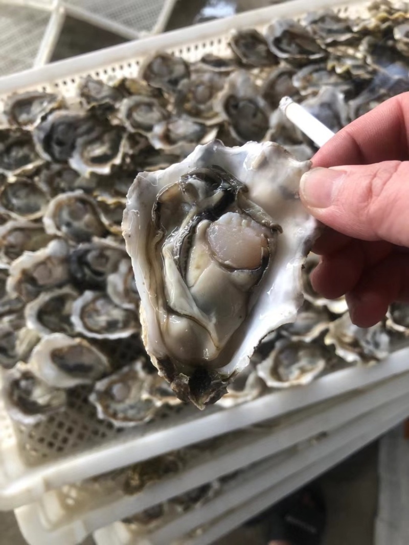一元地摊生蚝，福建深海薄壳，有个数，肉质肥美