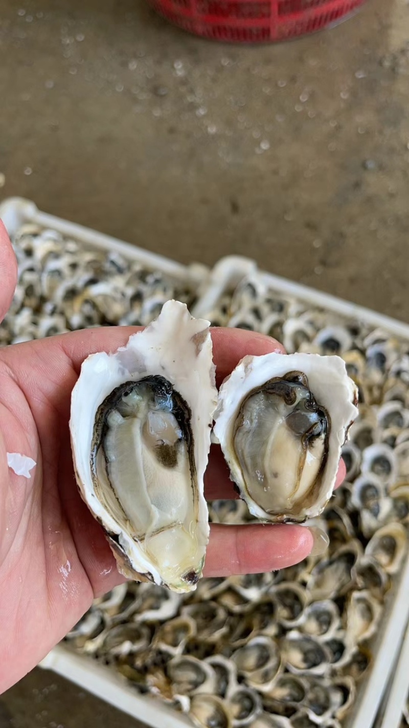 一元地摊生蚝，福建深海薄壳，有个数，肉质肥美