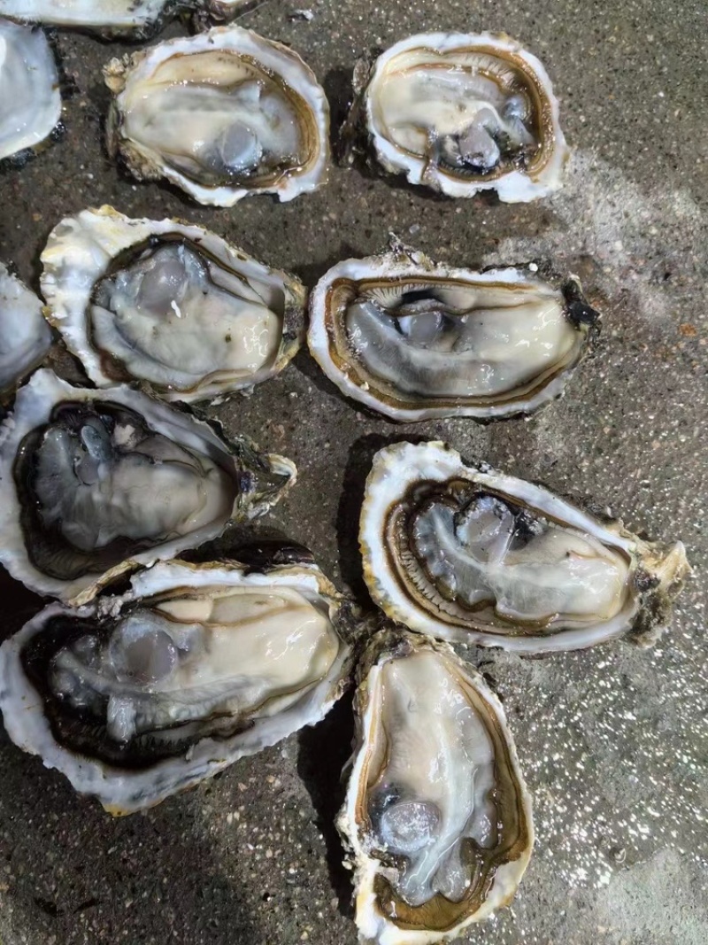 一元地摊生蚝，福建深海薄壳，有个数，肉质肥美