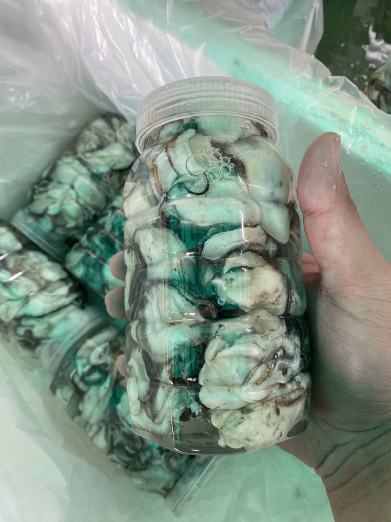 蚝蛋烧生蚝，蚝蛋烧专属规格生蚝，发全国