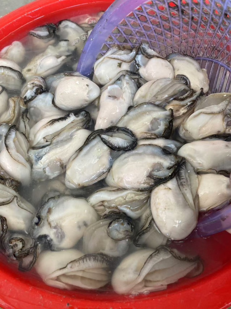 蚝蛋烧生蚝，蚝蛋烧专属规格生蚝，发全国