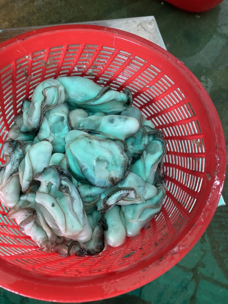 蚝蛋烧生蚝，蚝蛋烧专属规格生蚝，发全国