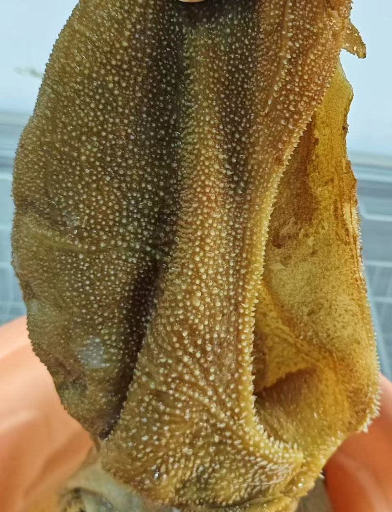 毛肚
