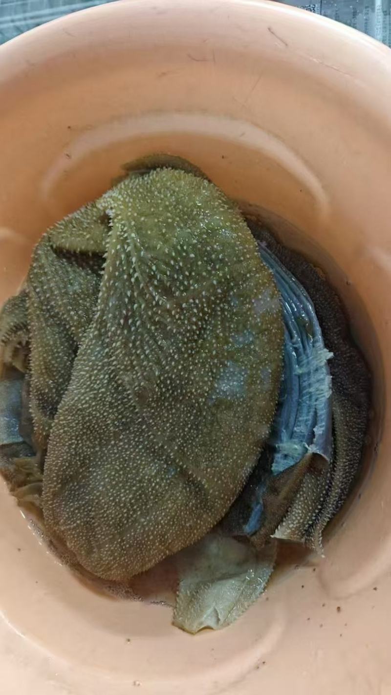 毛肚