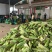 《热卖》水果玉米大量供应对接各大电商平台市场