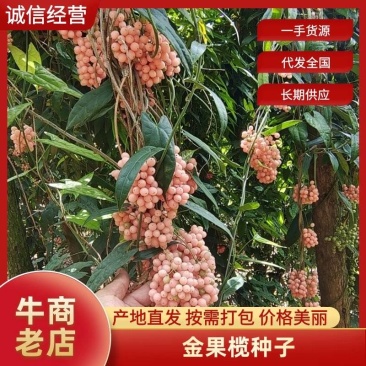 云南泸西县金果榄种子自家种植育苗育种基地质量保证
