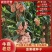 【精品】云南泸西金果榄种子保质保量自己种植育苗育种基地