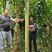 【精品】云南泸西金果榄种子保质保量自己种植育苗育种基地