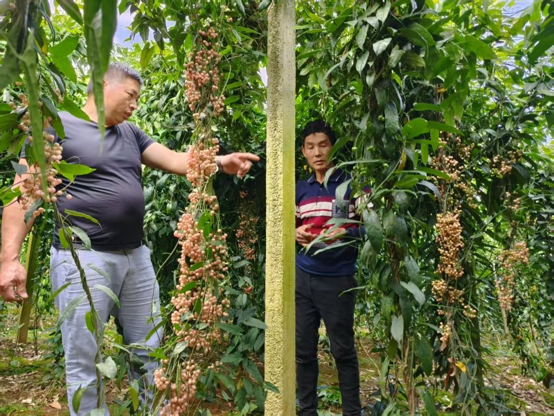 【精品】云南泸西金果榄种子保质保量自己种植育苗育种基地