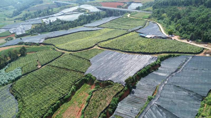 【精品】云南泸西金果榄种子保质保量自己种植育苗育种基地