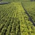 【精品】云南泸西金果榄种子保质保量自己种植育苗育种基地