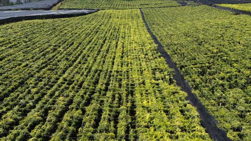 【精品】云南泸西金果榄种子保质保量自己种植育苗育种基地