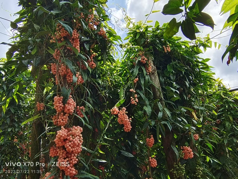 【精品】云南泸西金果榄种子保质保量自己种植育苗育种基地