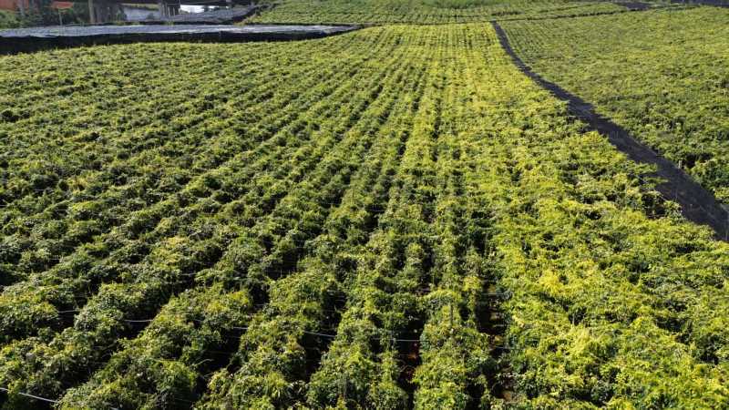 【精品】云南泸西金果榄种子保质保量自己种植育苗育种基地