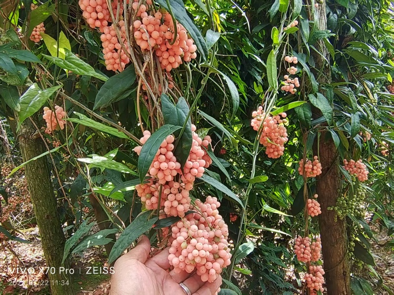 【精品】云南泸西金果榄种子保质保量自己种植育苗育种基地