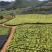 【精品】云南泸西金果榄种子保质保量自己种植育苗育种基地
