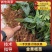 【精品】金果榄种苗沪西育苗育种基地存活率高可提供技术指导