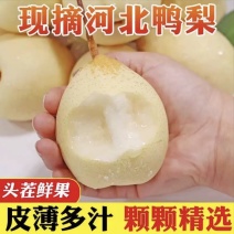 河北水晶鸭梨大量现货，皮薄肉细，支持市场商场电商