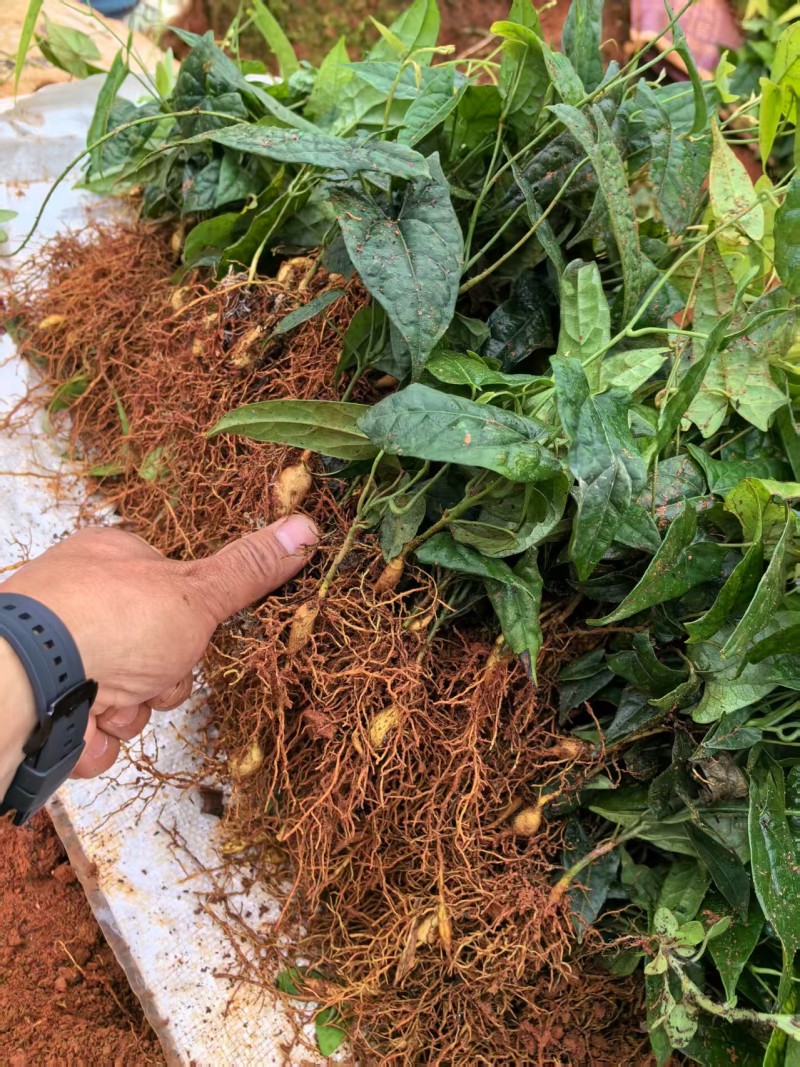 【精品】金果榄种苗沪西育苗育种基地存活率高可提供技术指导