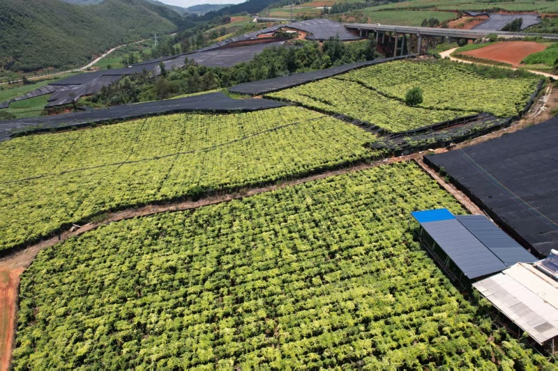 【精品】金果榄种苗沪西育苗育种基地存活率高可提供技术指导