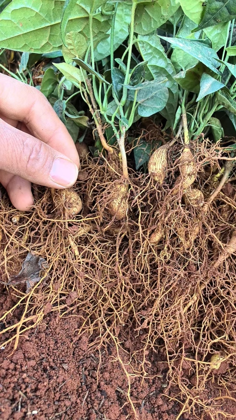 【精品】金果榄种苗沪西育苗育种基地存活率高可提供技术指导