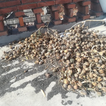 曼陀罗种子山西产地天然无添加