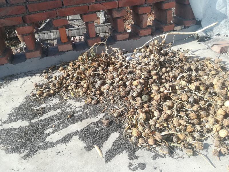 曼陀罗种子山西产地天然无添加